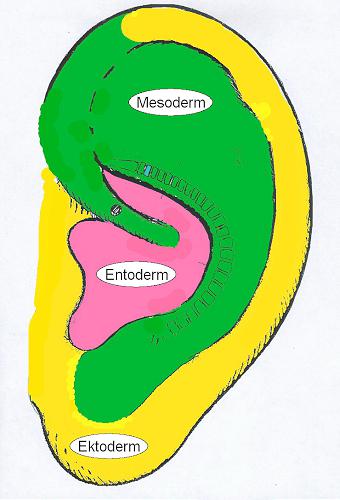 Keimblattebenen